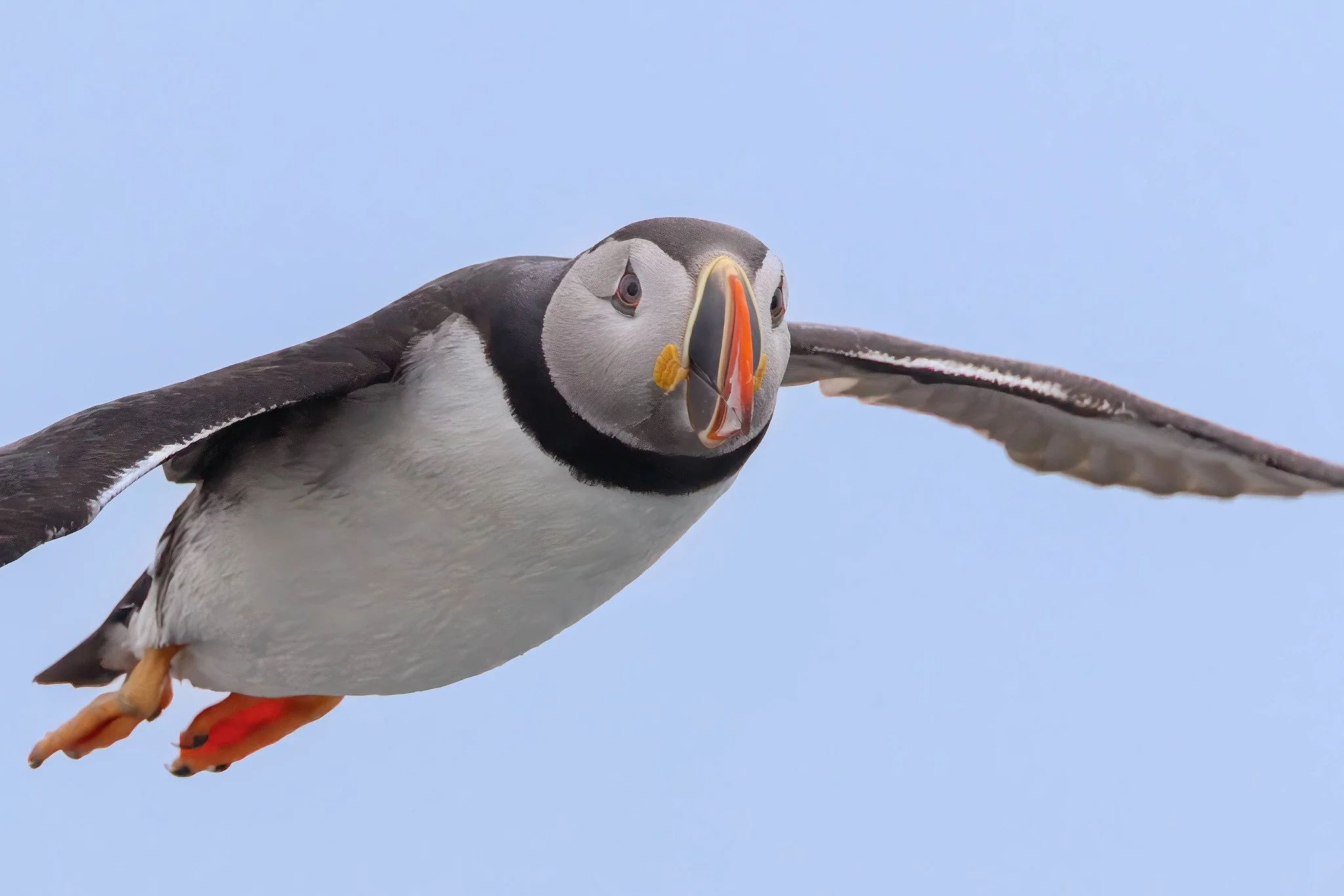 Atlantic Puffin