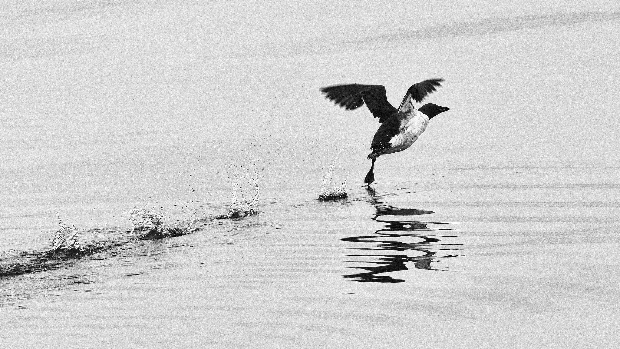 Thick-billed Murre