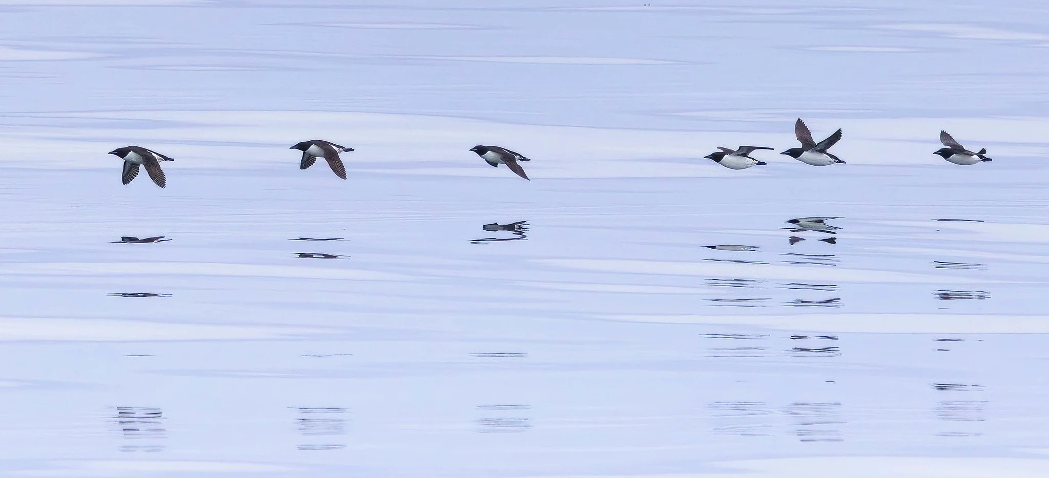 Thick-billed Murre