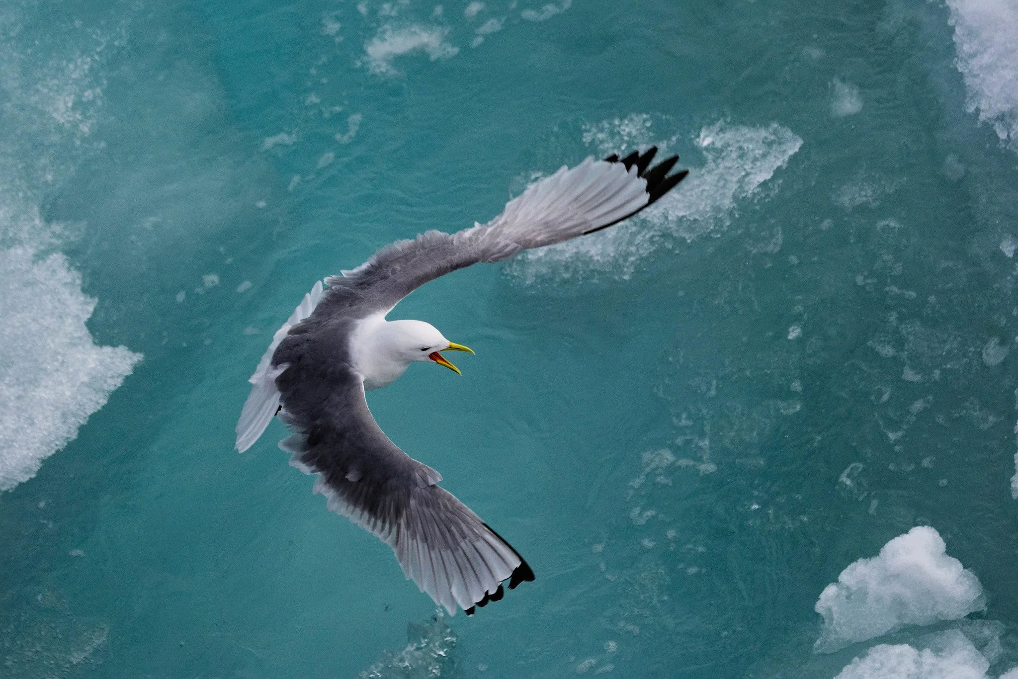 Black-legged Kittiwake