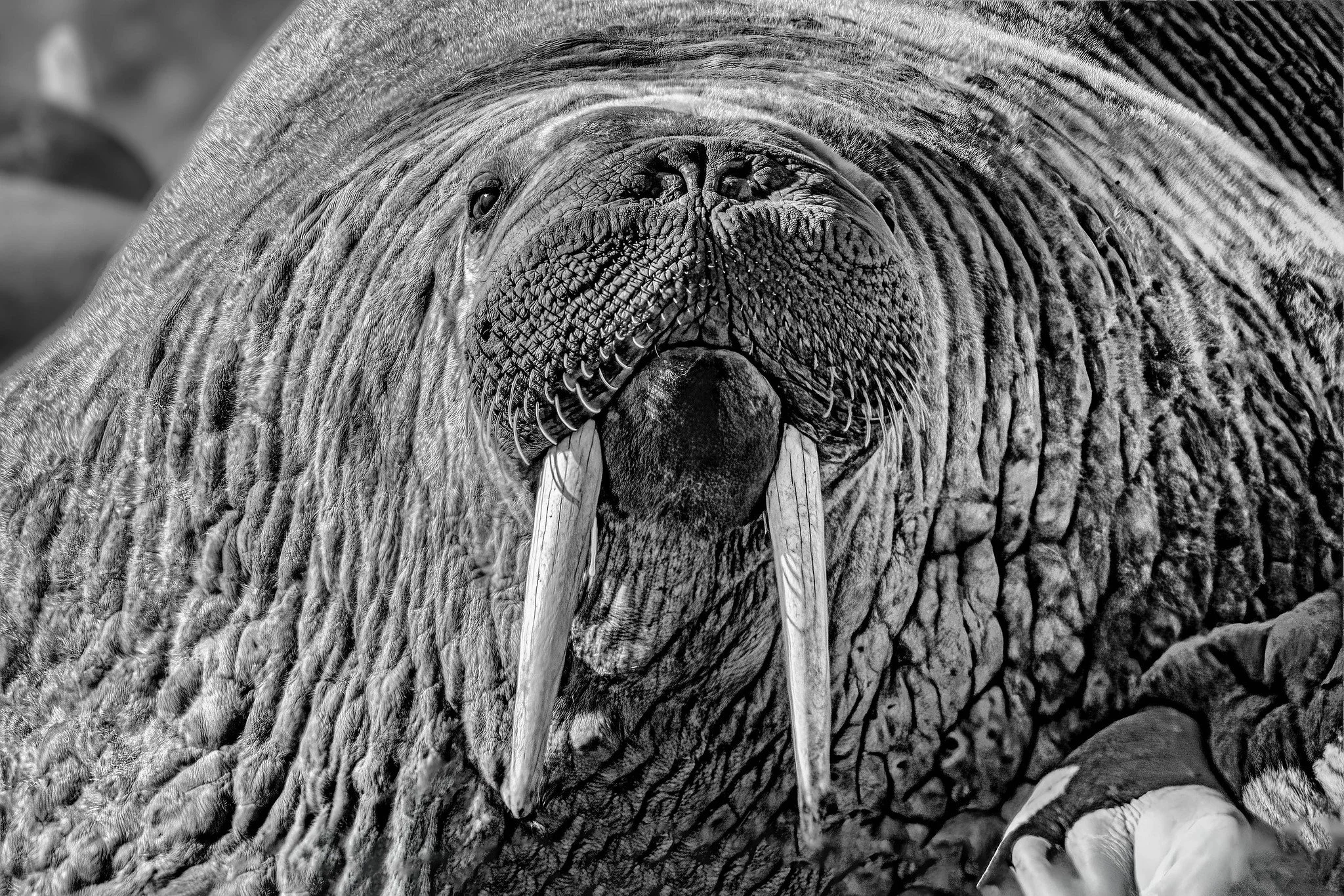 Walrus