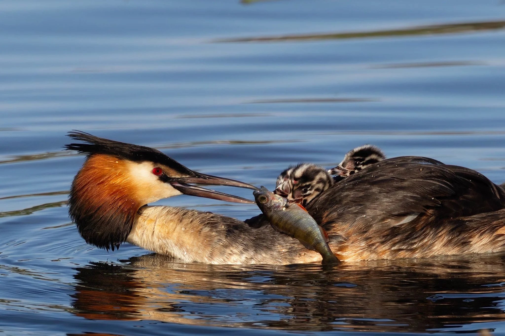 Feeding Time