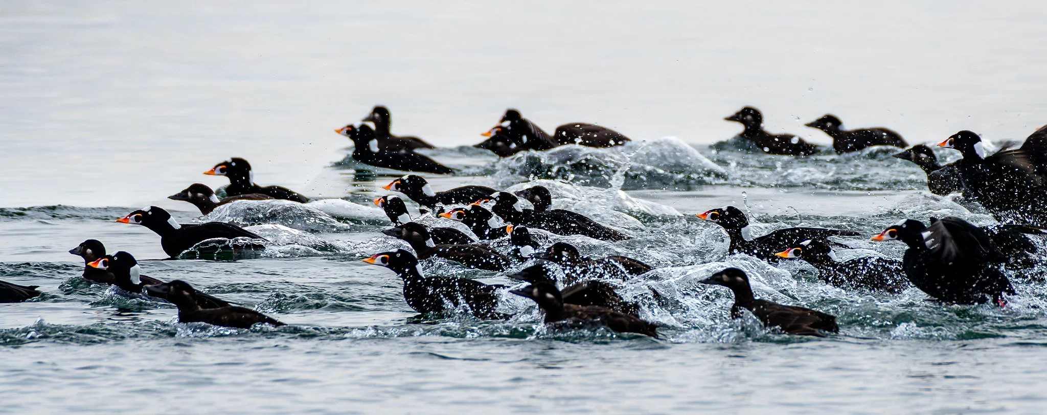 Scooting Scoters
