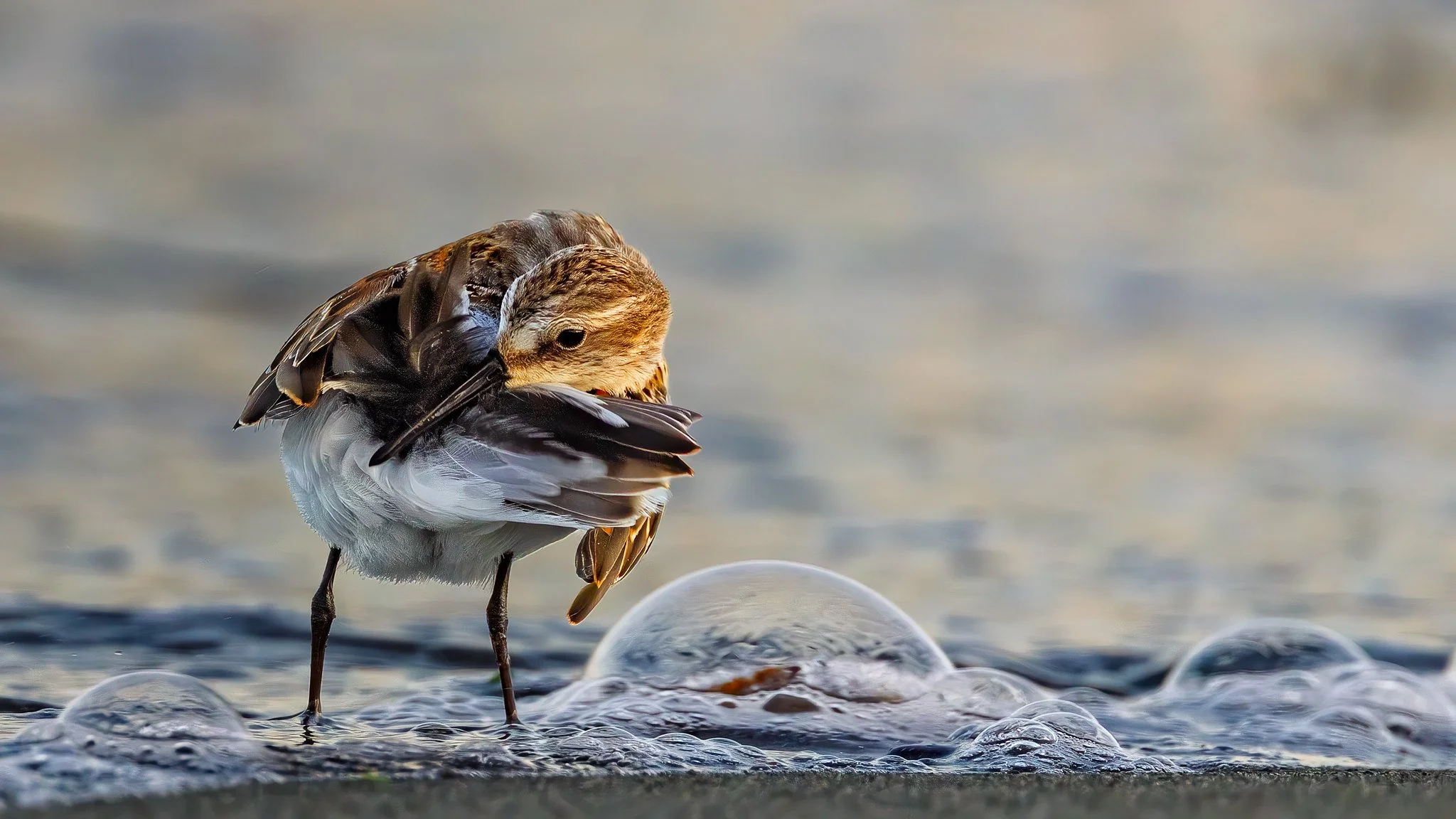 Wetern Sandpiper