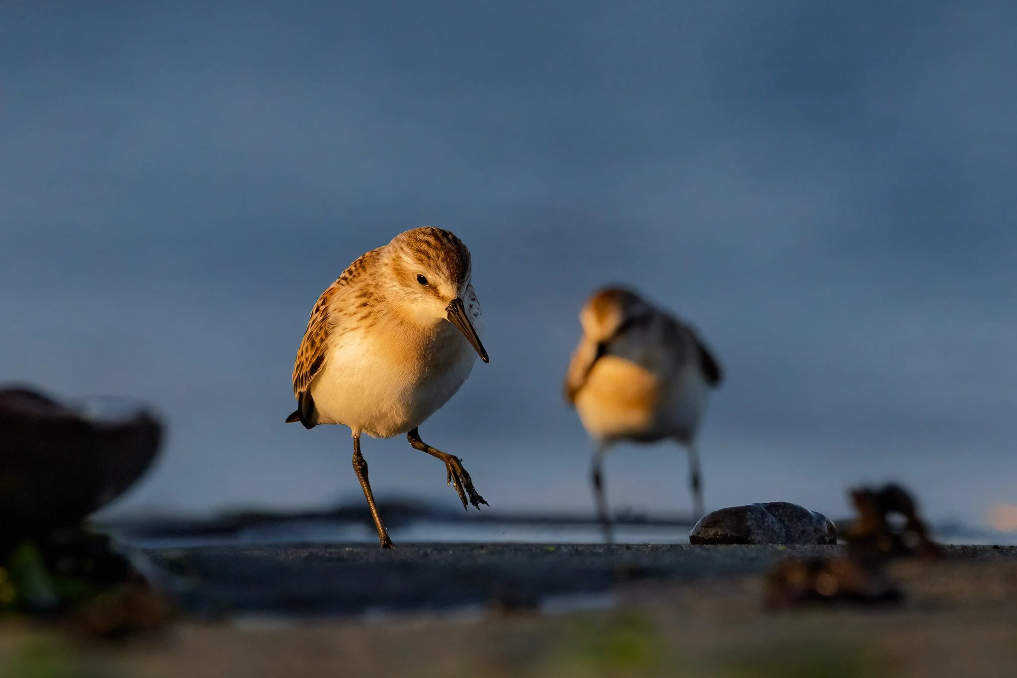 Western Sandpiper