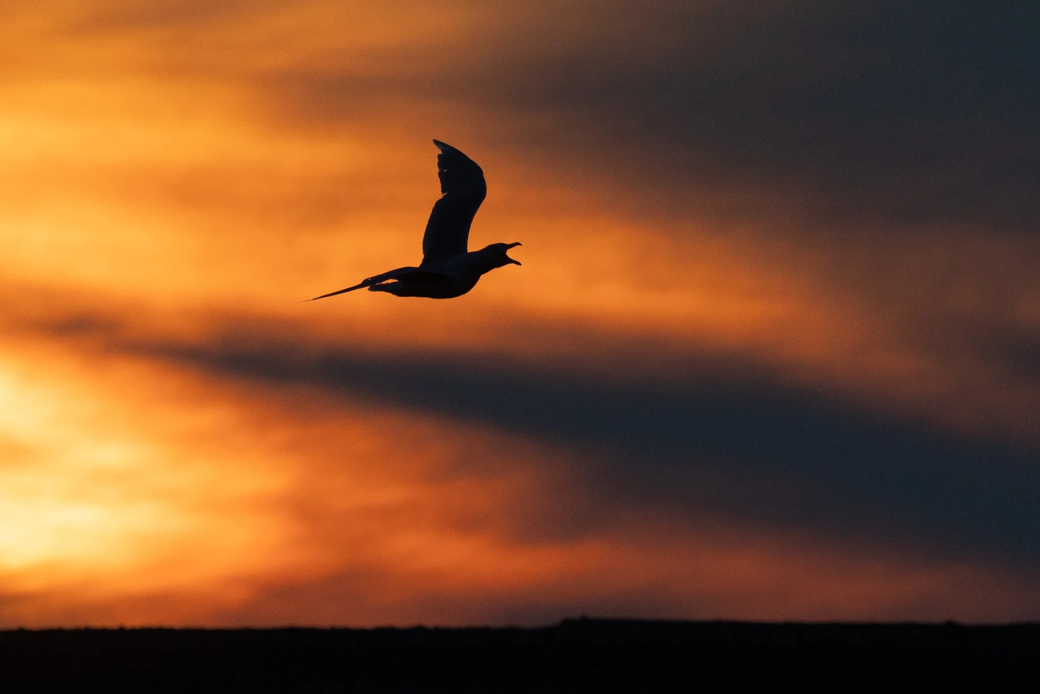 Glaucous Gull