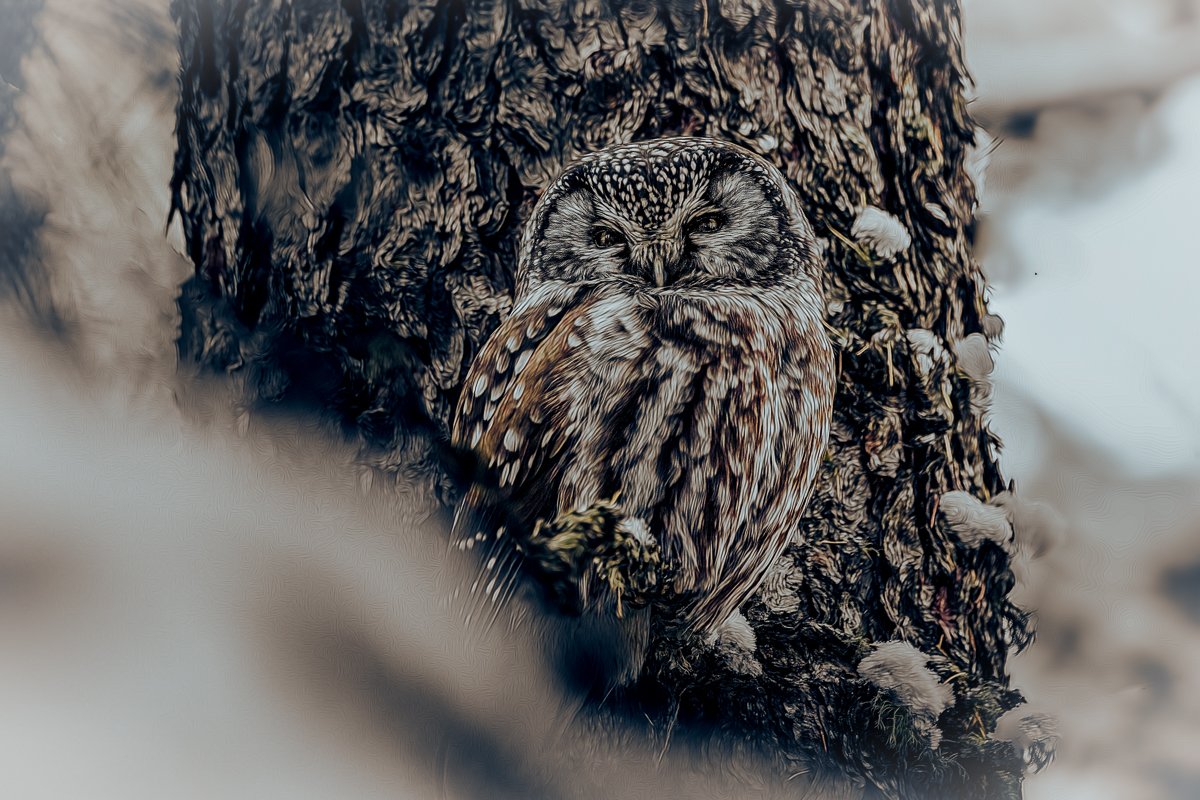 Boreal Owl, Stoney Plain, Alberta, 2024