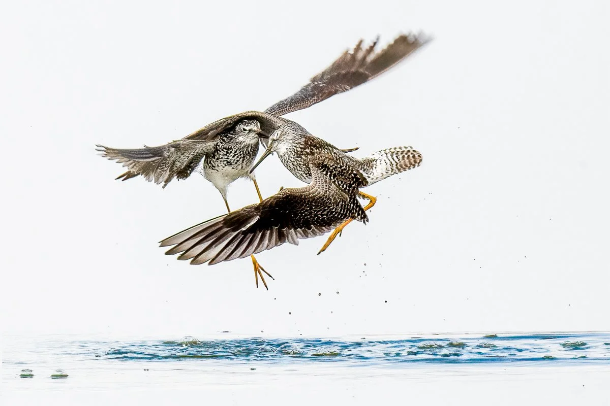 blog-Lesser Yellowlegs-_DSC4740.jpg