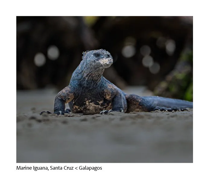 GAlapagos Quick Book Page 52.jpg