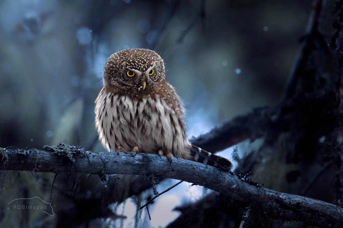 Northern Pygmy Owl, Priddis, Alberta , 2025