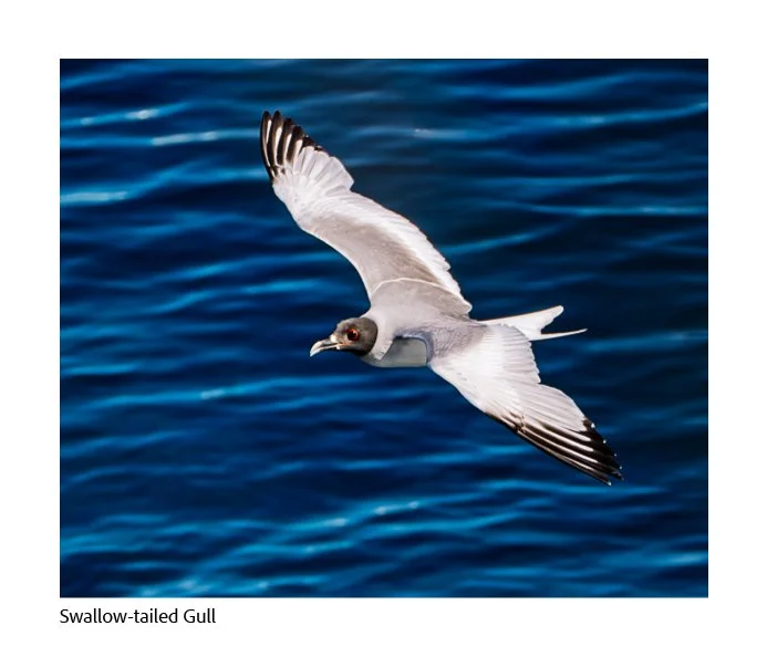 GAlapagos Quick Book Page 10.jpg