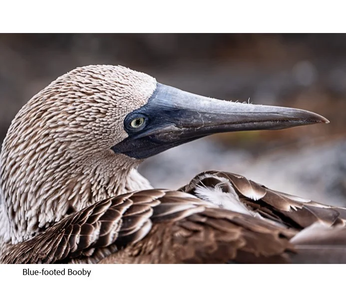 GAlapagos Quick Book Page 12.jpg