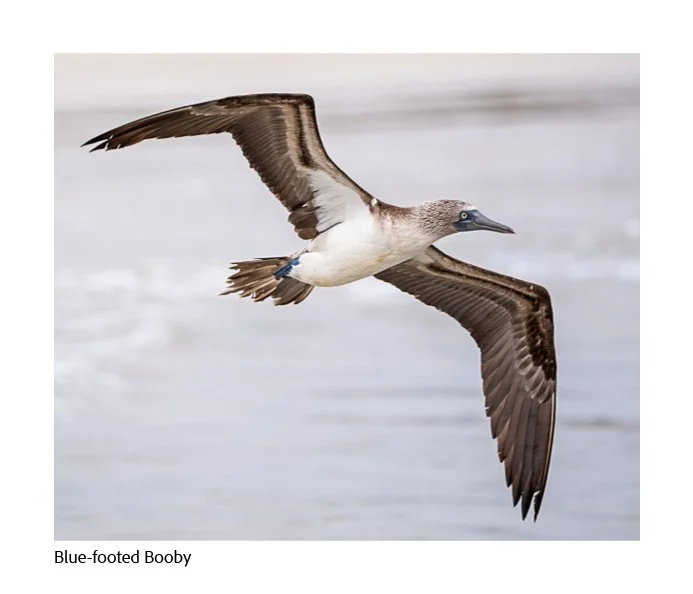 GAlapagos Quick Book Page 20.jpg