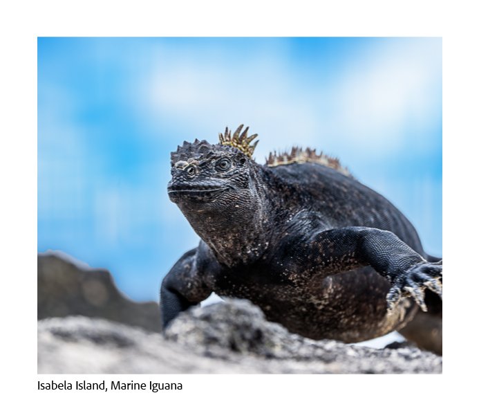 GAlapagos Quick Book Page 3.jpg