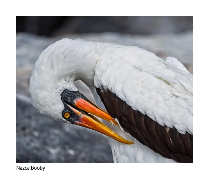 GAlapagos Quick Book Page 34.jpg