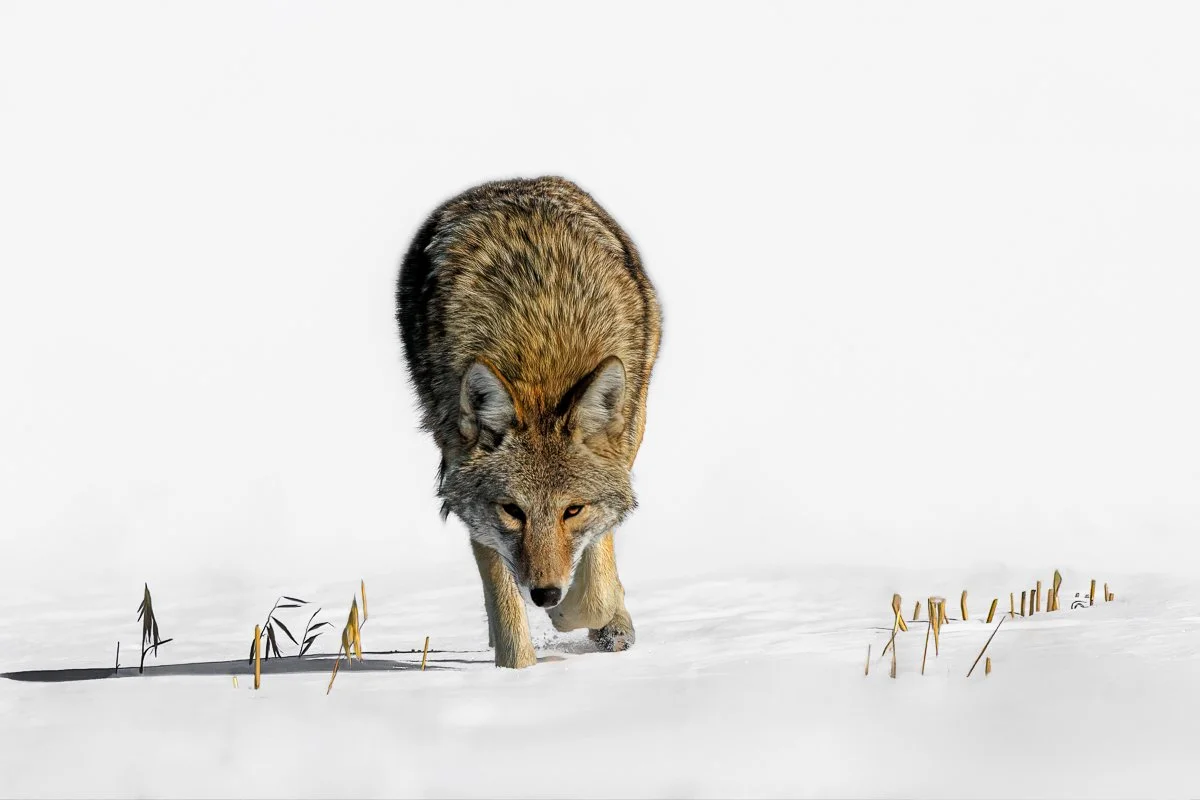 blog-Coyote-_24A4115-2.jpg