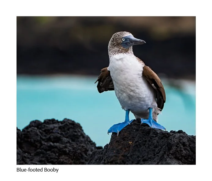 GAlapagos Quick Book Page 21.jpg