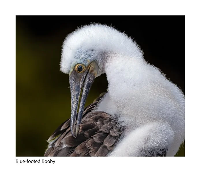 GAlapagos Quick Book Page 23.jpg