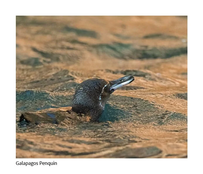 GAlapagos Quick Book Page 46.jpg