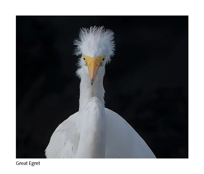 GAlapagos Quick Book Page 19.jpg