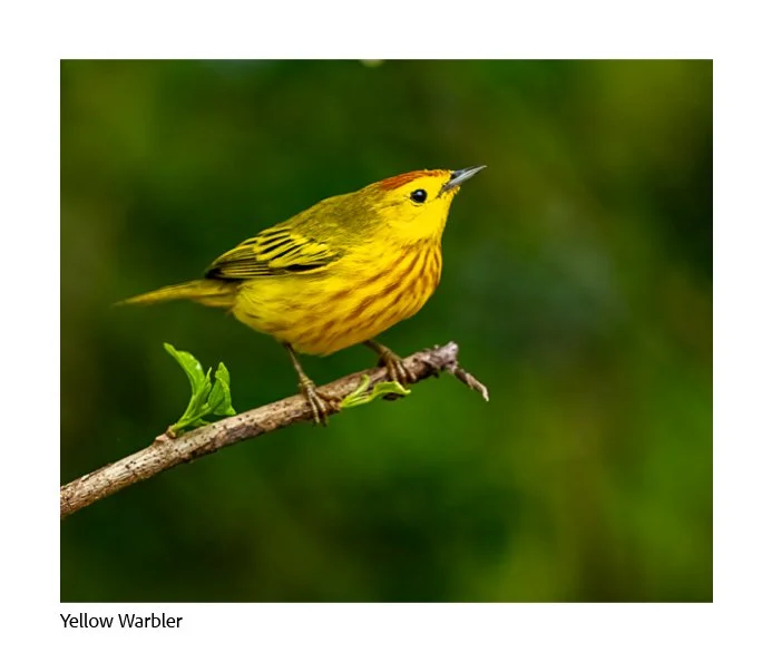 GAlapagos Quick Book Page 53.jpg