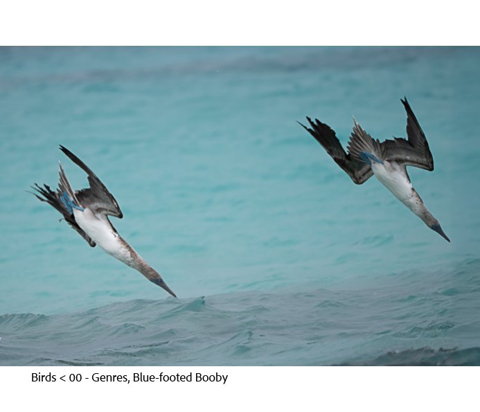 GAlapagos Quick Book Page 22.jpg