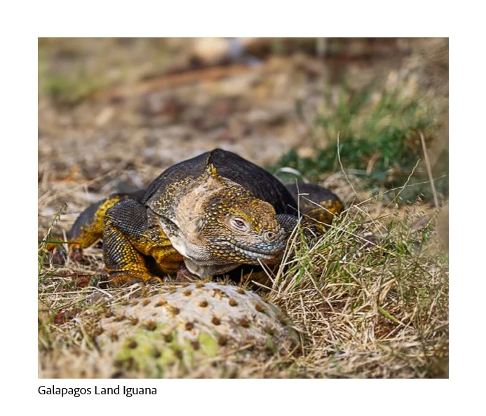 GAlapagos Quick Book Page 50.jpg