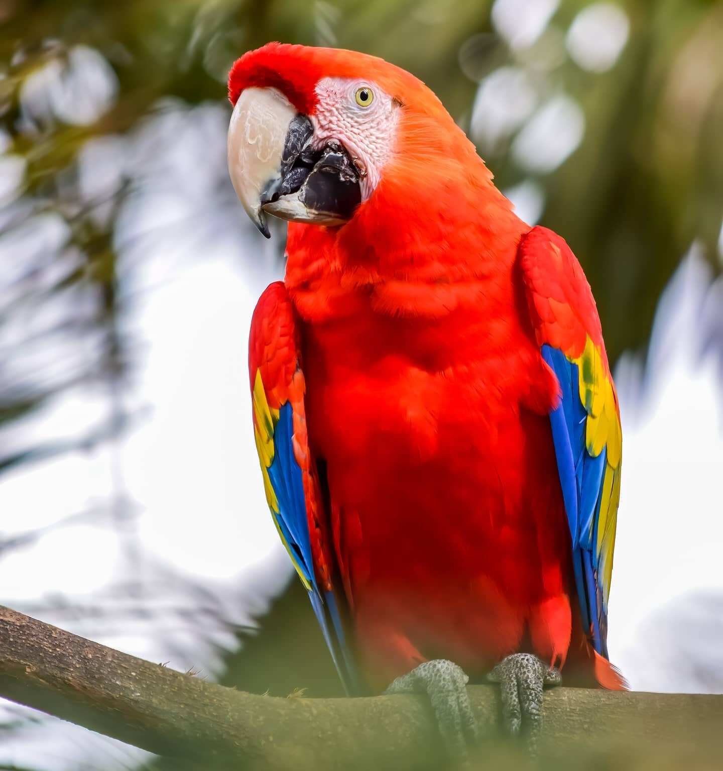 We are extremely lucky to house the largest parrots in the world on our very doorstep. The Scarlett Macaw can be as long as 33 inches and is native to Central and South America. Its distinct call and bright rainbow coat ensures you won't miss them, w