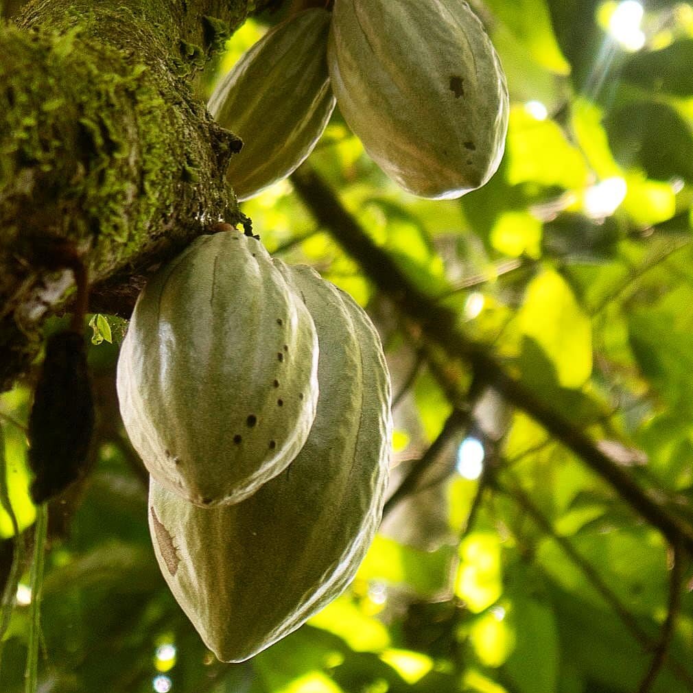 🧠FACT FRIDAY🧠

Did you know it takes a whooping 400 cacoa beans to produce a pound of chocolate &amp; the cacoa tree takes 5 years to produce its first seed pods! 🍫

We went in a chocolate tour to our neighbouring chocolateers @cr_best_chocolate a