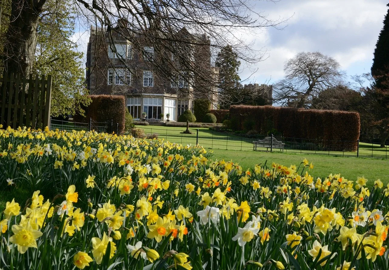 Daffodils with Goldsborough Hall in the background