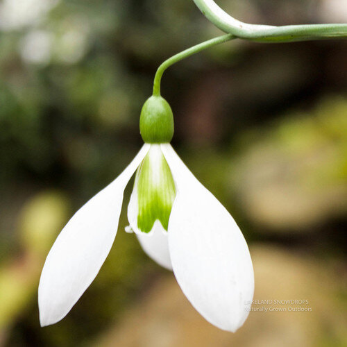 Pride o Mill Lakeland snowdrops.JPG