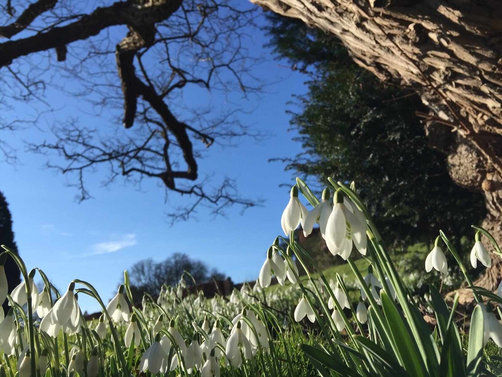 snowdrops 2015.jpg