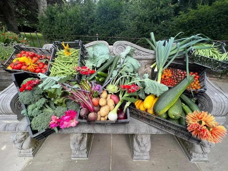 🌿🍅 Straight from our gardens to the kitchen! 

There's nothing quite like the satisfaction of growing your own produce. Our chef's can't wait to turn these fresh veggies into delicious meals!

#Homegrown #KitchenGarden #FarmtoTable 🍴🥗