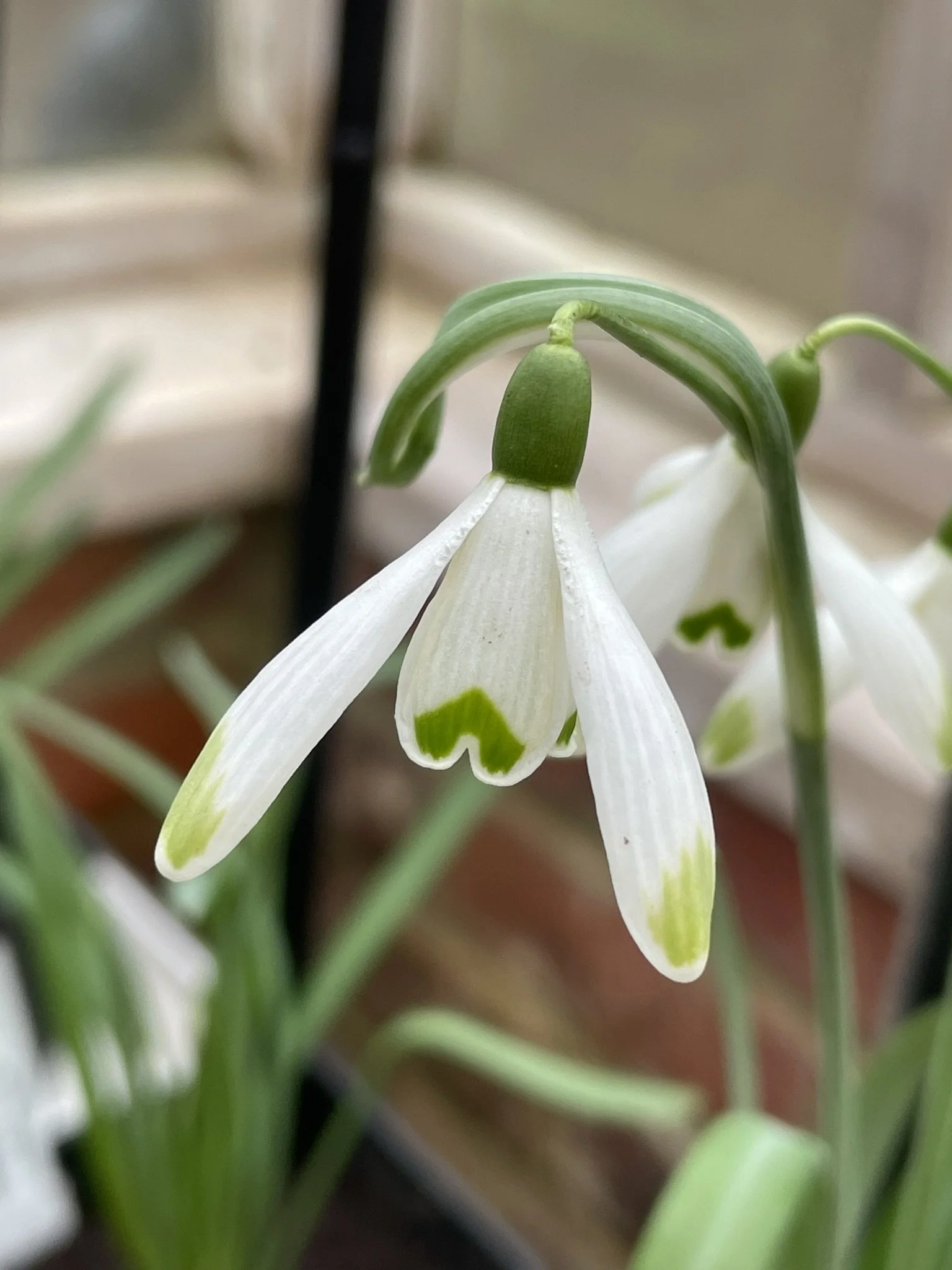 Viradapice 2024.jpeg