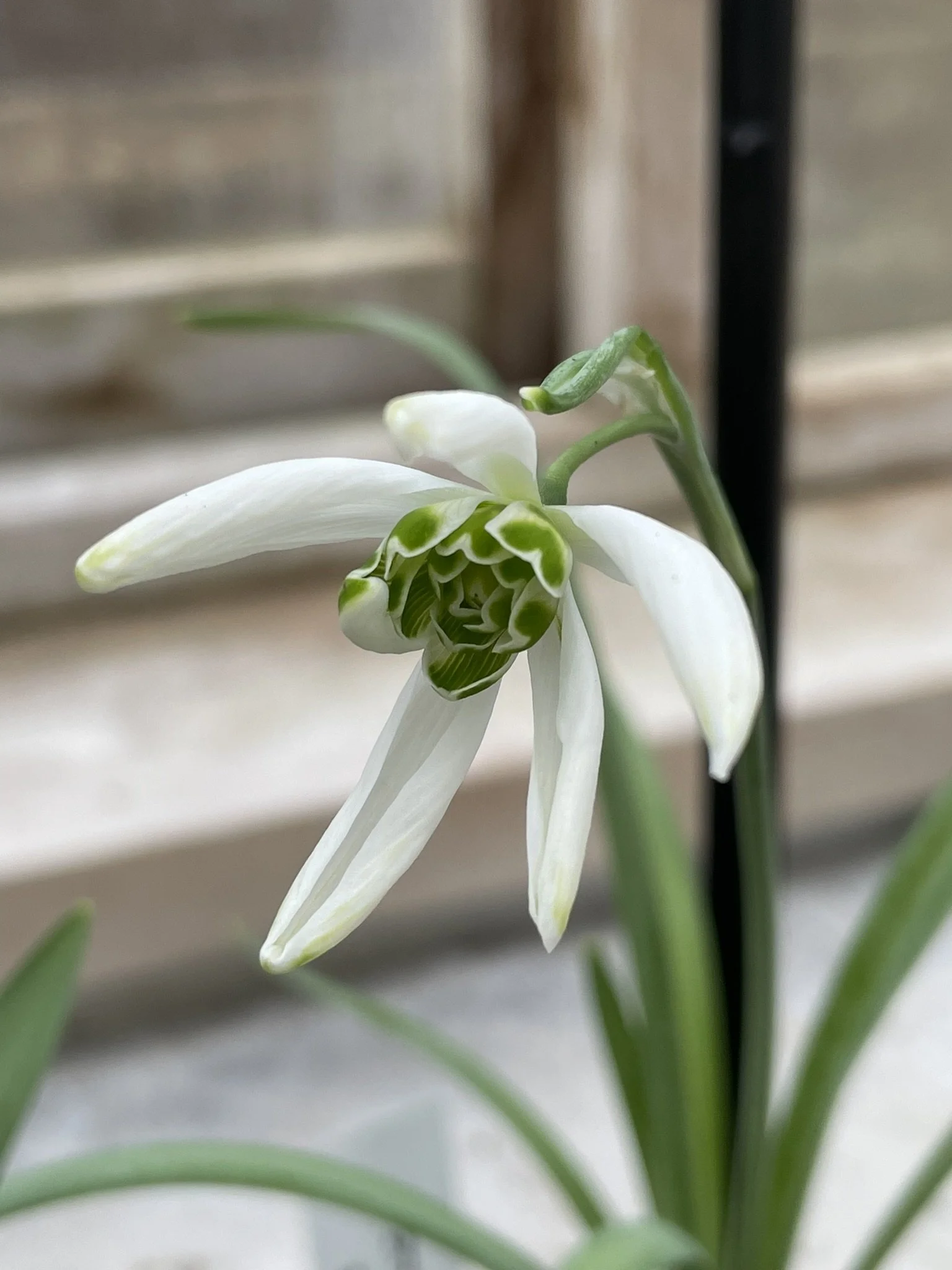 Starling 2024 a.jpeg