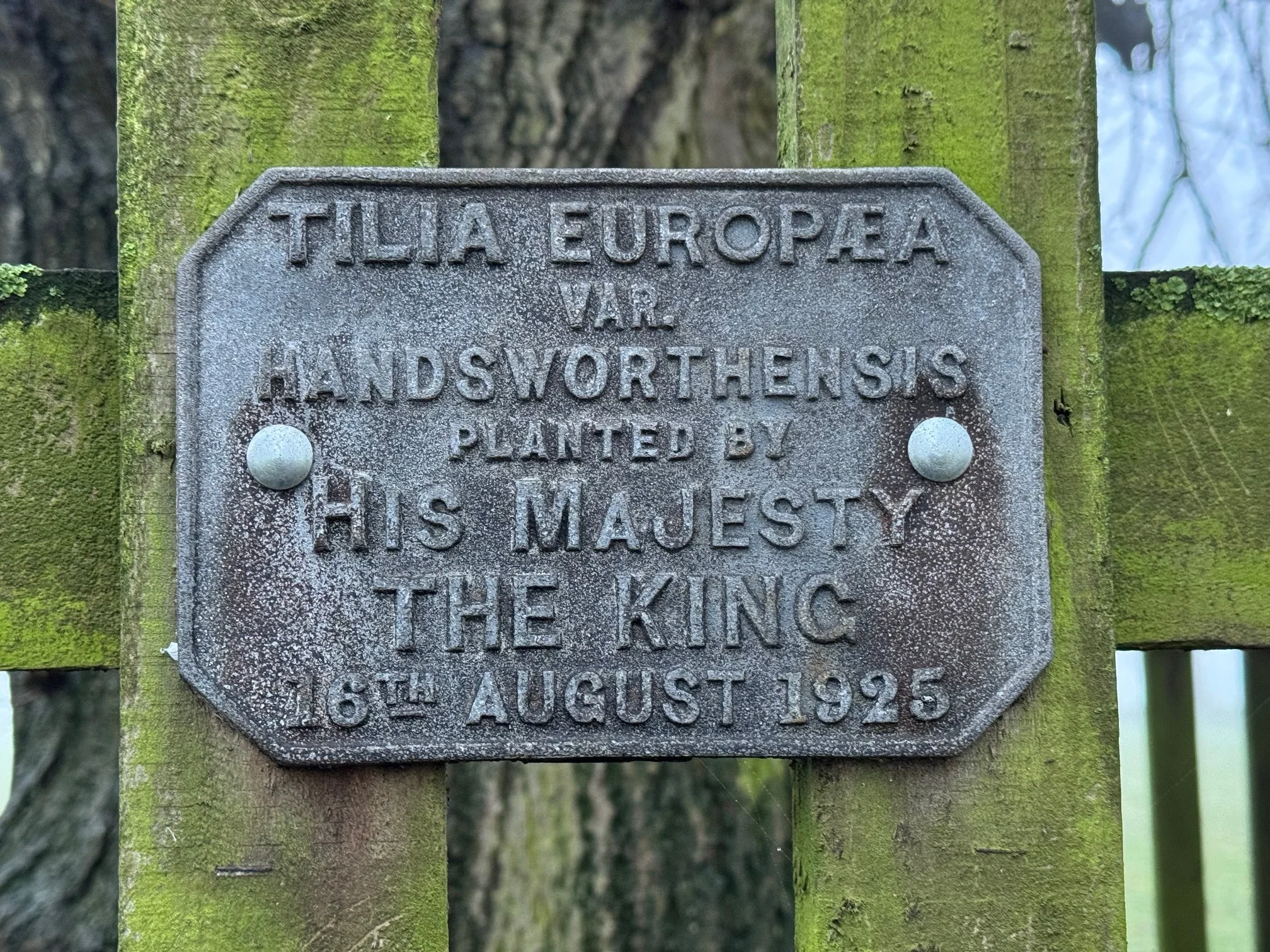 The Story Behind Goldsborough Hall’s Lime Tree Walk: A Royal Tradition Rooted in History