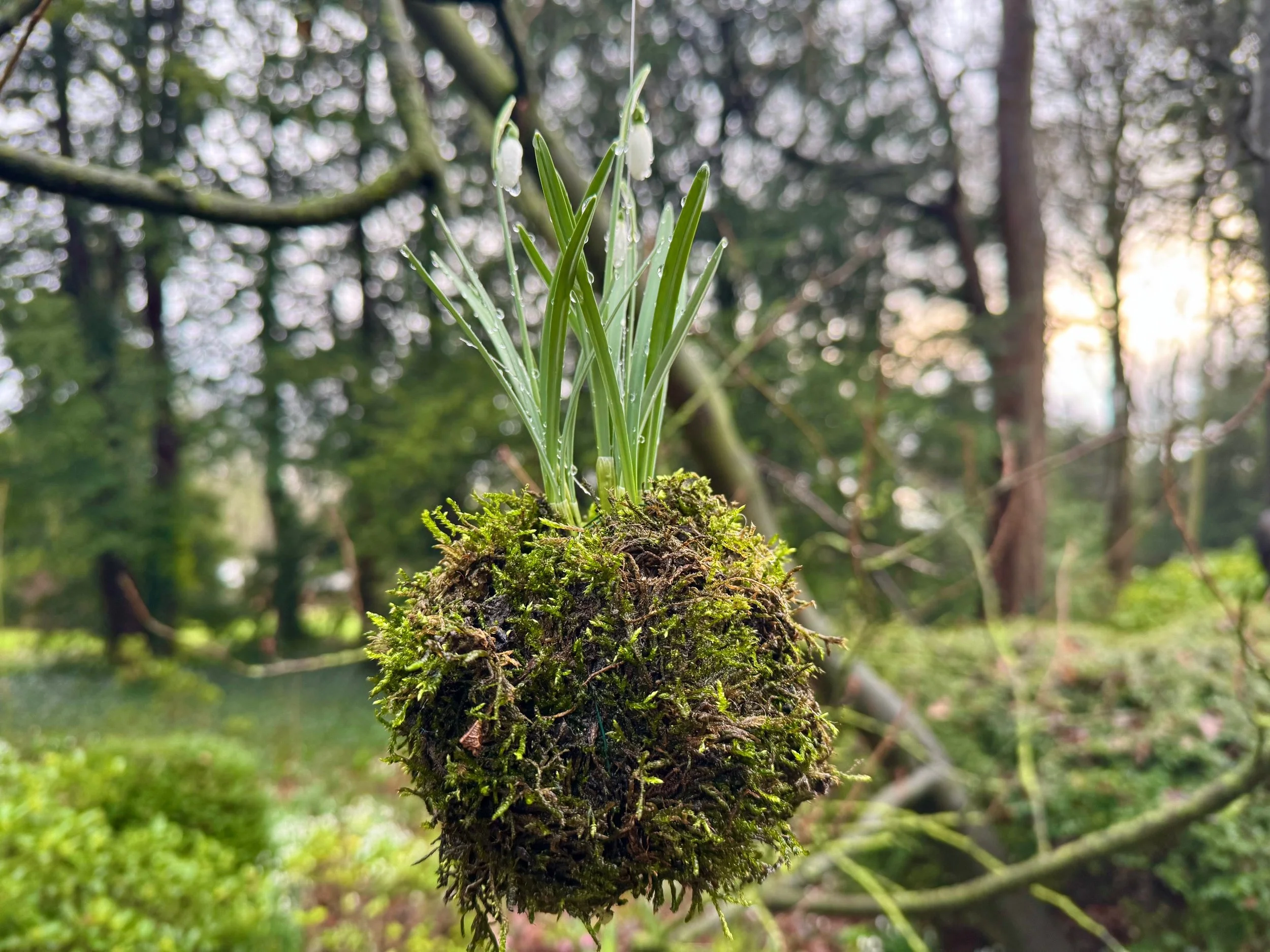 Snowdrop Kokedama - Tiny Spheres of Spring Magic