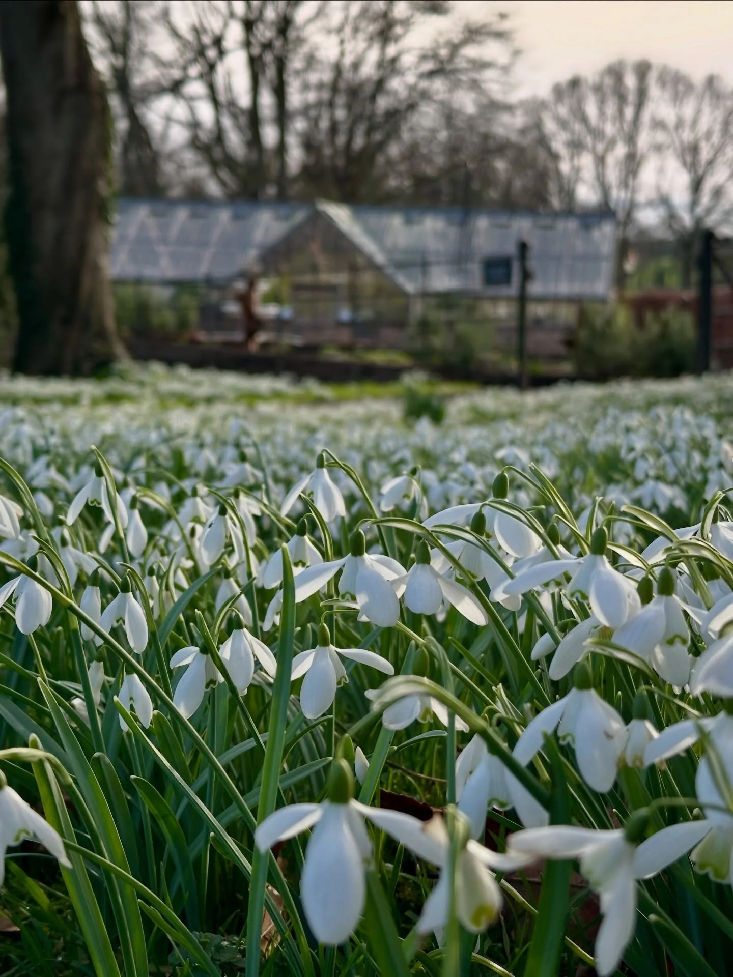 Our last Snowdrop Sunday is tomorrow 11-4pm and the forecast looks good🤞🏼 

Wrap up for a stroll through the woods before a welcome stop at the Orangery for some refreshments. Plant stall with @summerfield.nursery. Tickets online or on the gate.

A