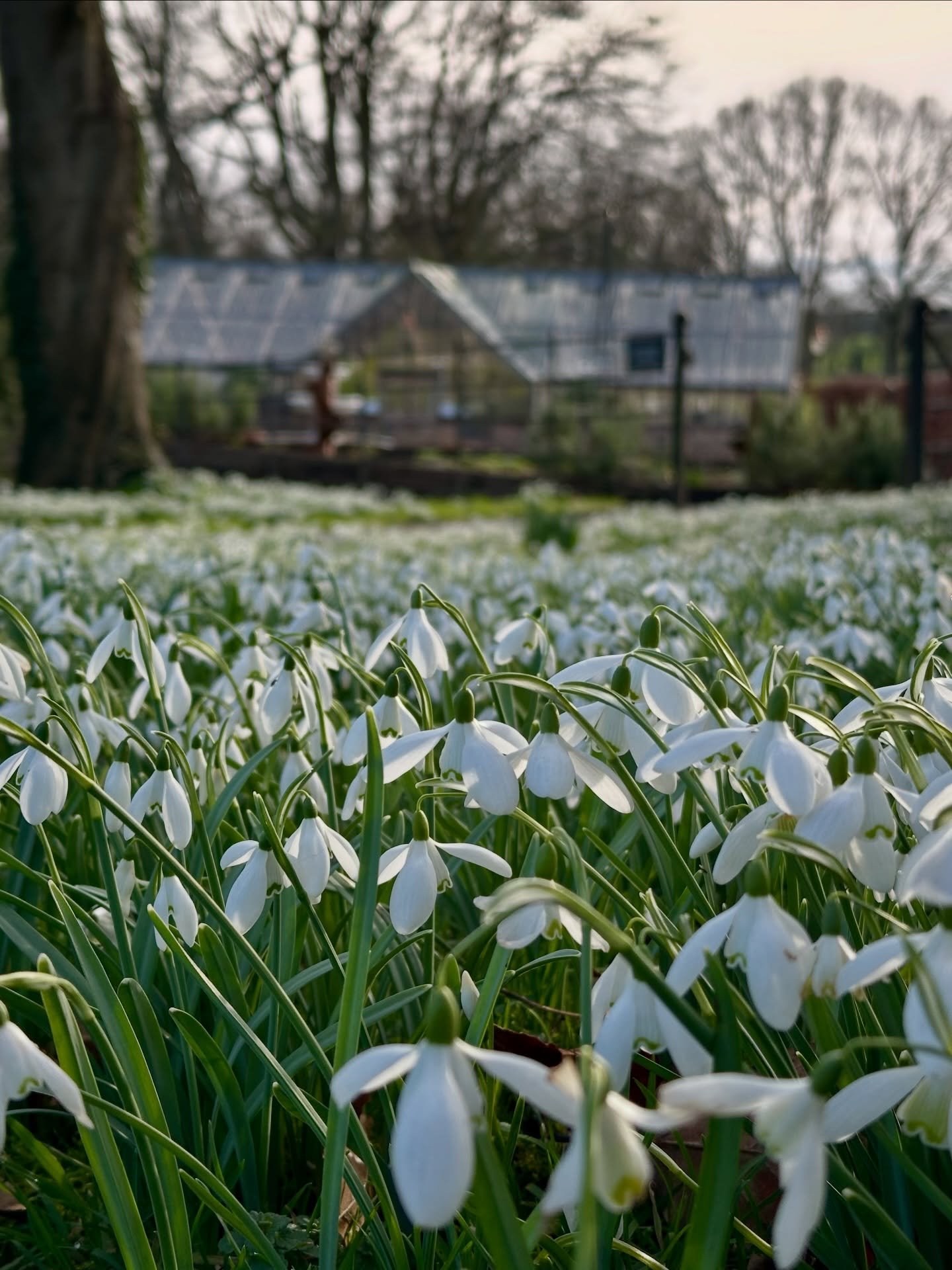 Our last Snowdrop Sunday is tomorrow 11-4pm and the forecast looks good🤞🏼 

Wrap up for a stroll through the woods before a welcome stop at the Orangery for some refreshments. Plant stall with @summerfield.nursery. Tickets online or on the gate.

A