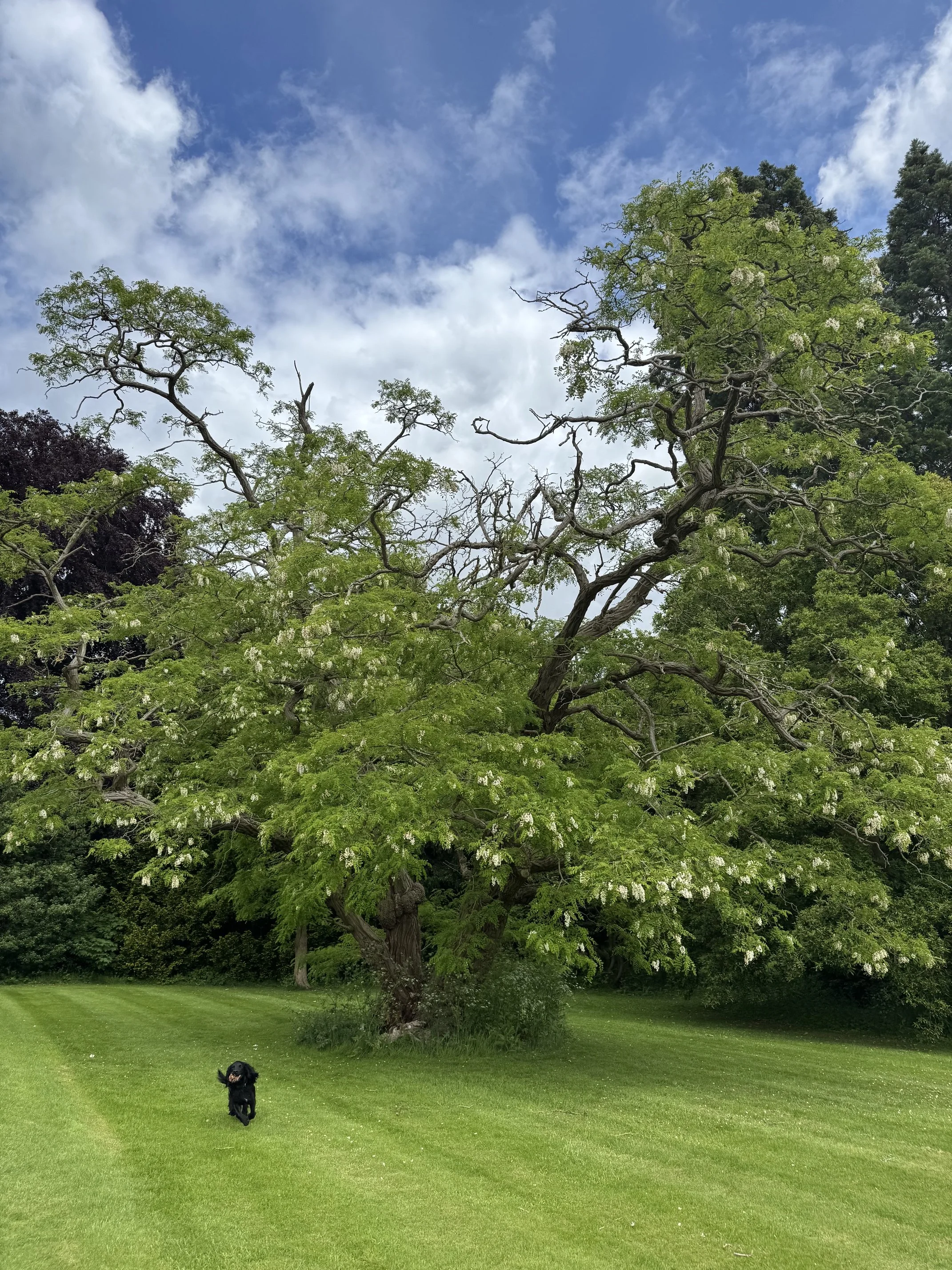Yorkshire Champion Tree With a Racing Connection