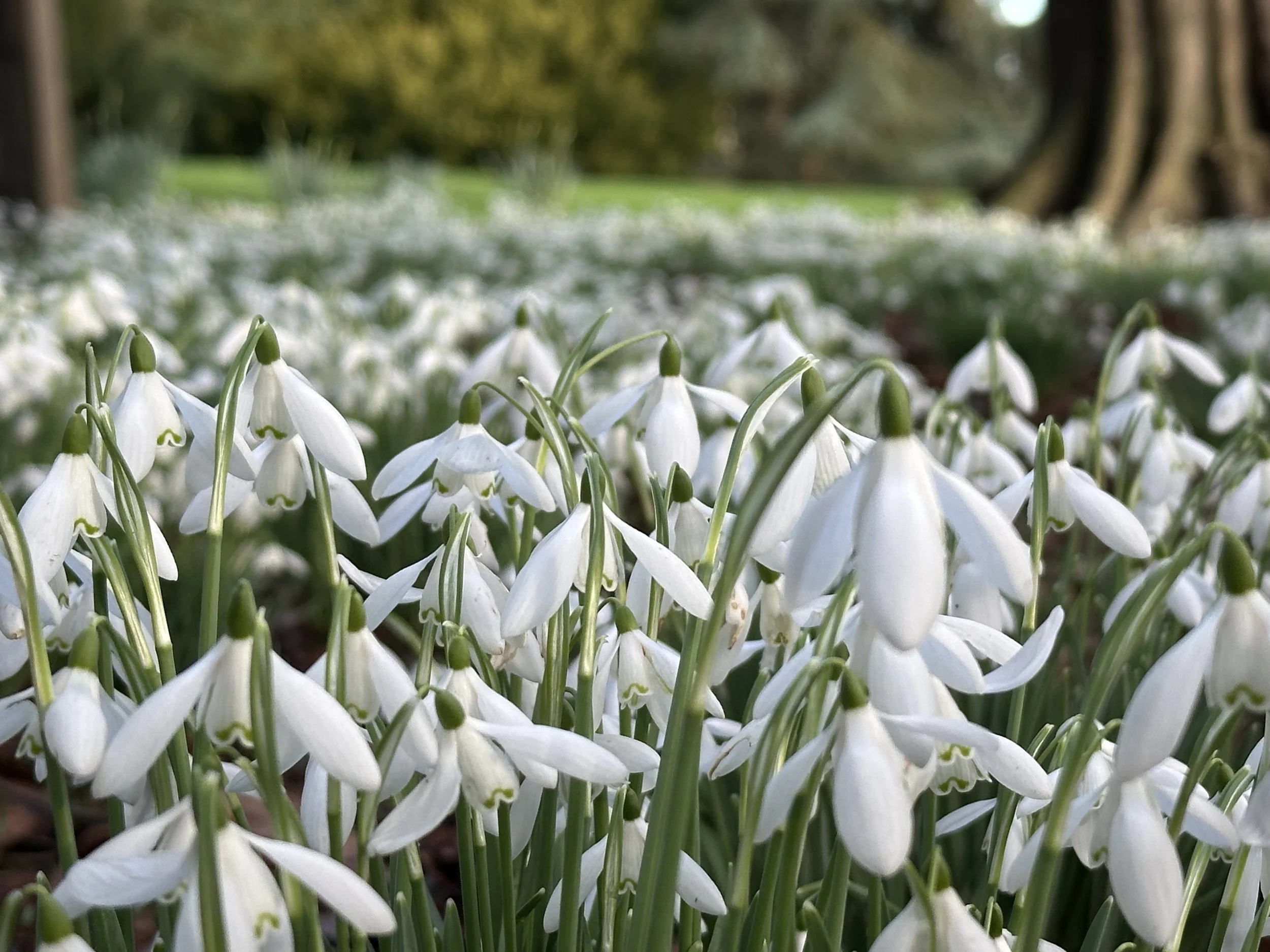 Snowdrop Sunday