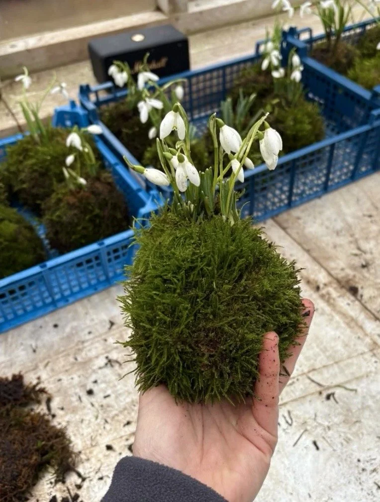 A finished kokedama - a moss ball containing snowdrops