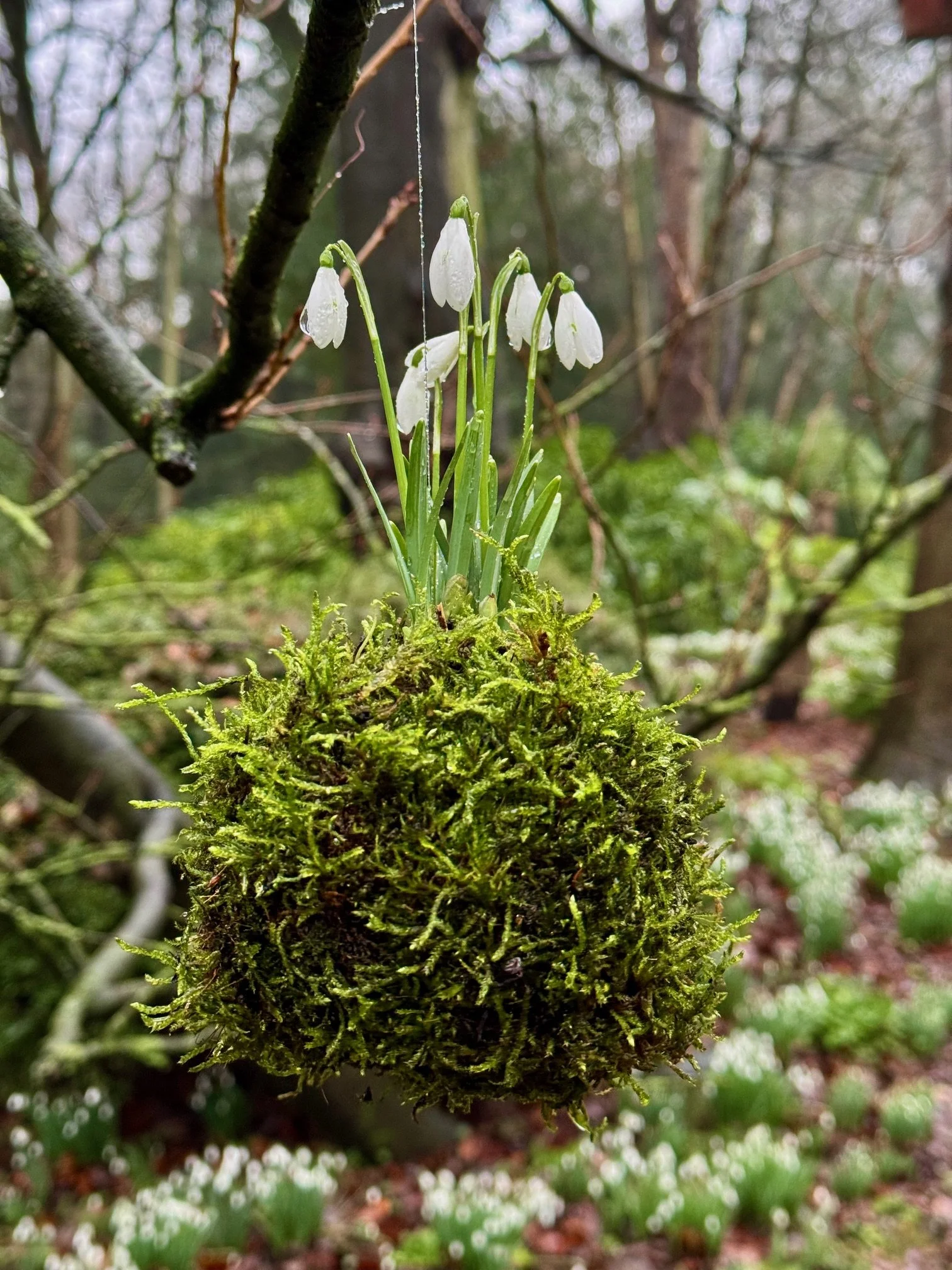 Kokedama - moss ball containing snowdrops hanging from a tree