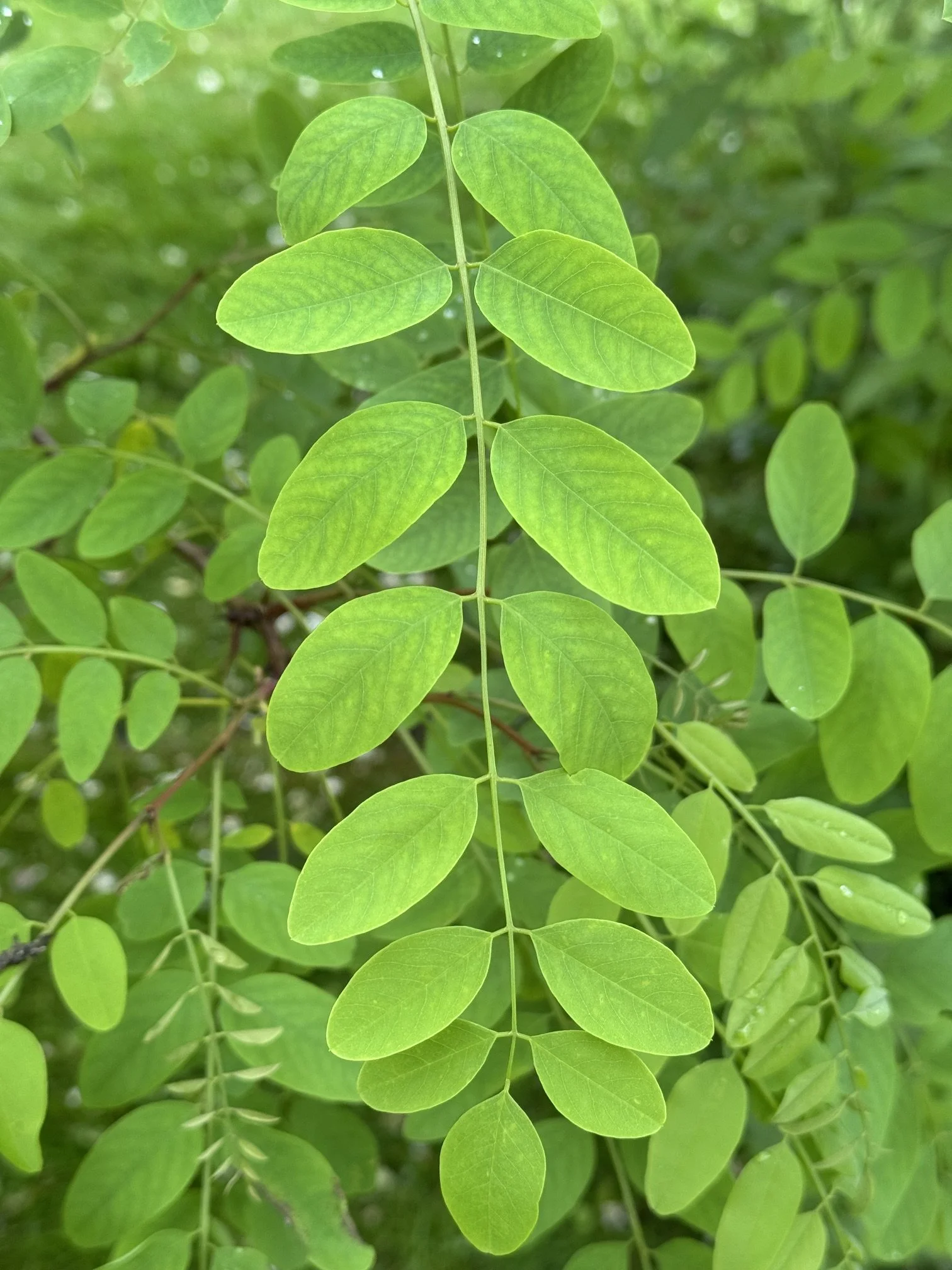 The pinnate leaves of the false acacia tree at Goldsborough Hall