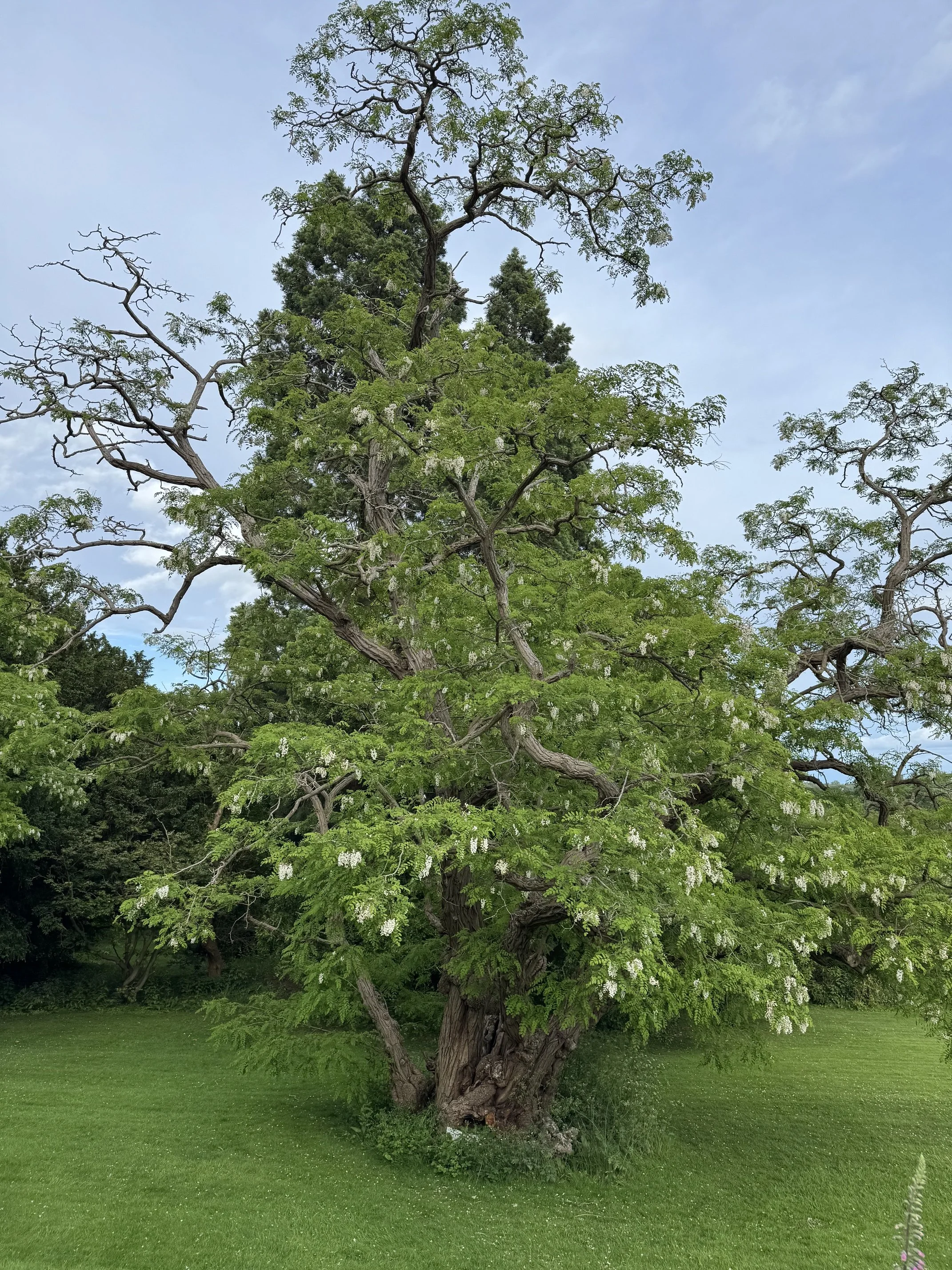 The false acacia tree at Goldsborough Hall in flower