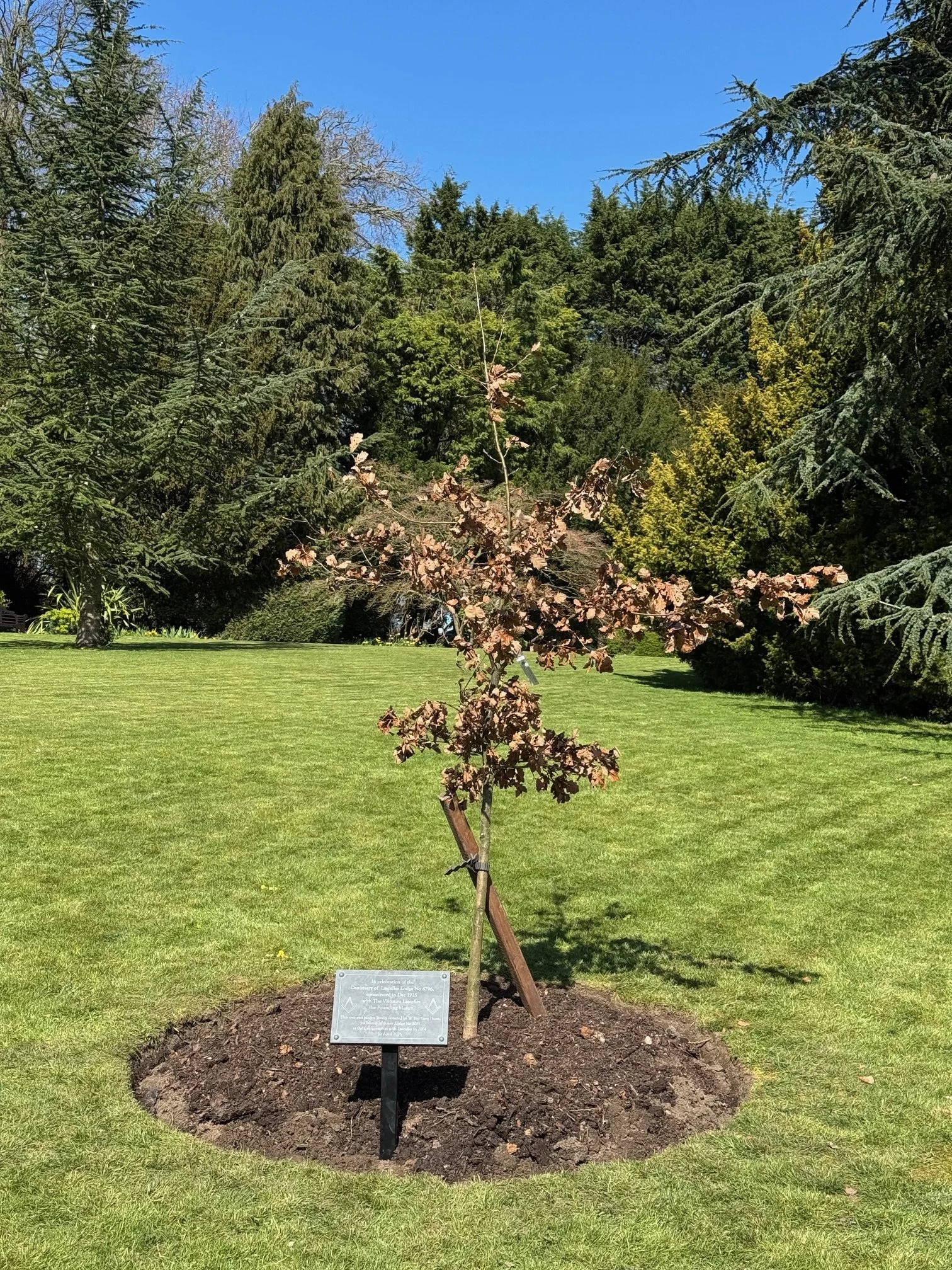 A new oak tree planted in the grounds of Goldsborough Hall