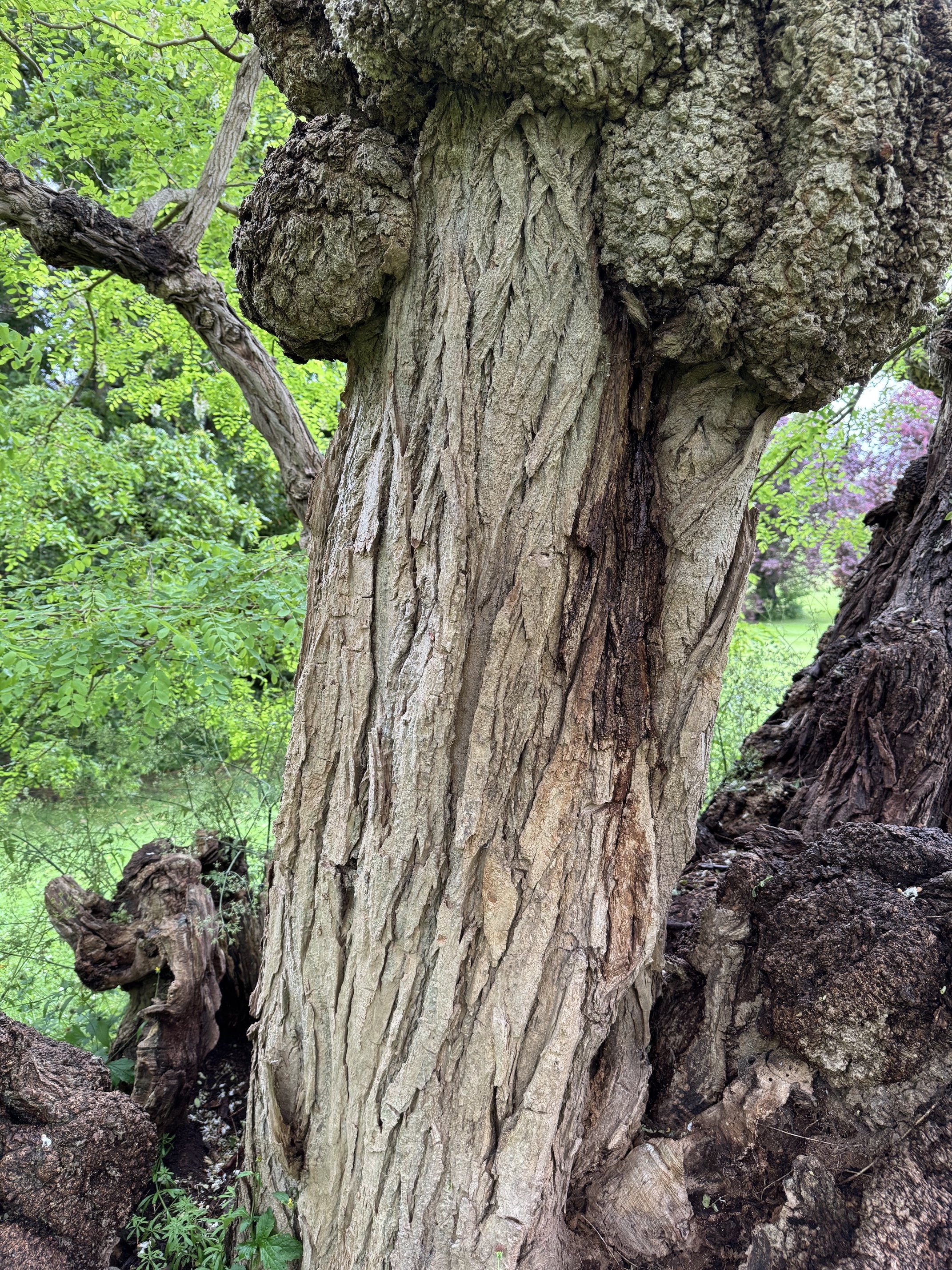 Gnarly bark of the pseudo acacia at Goldsborough Hall