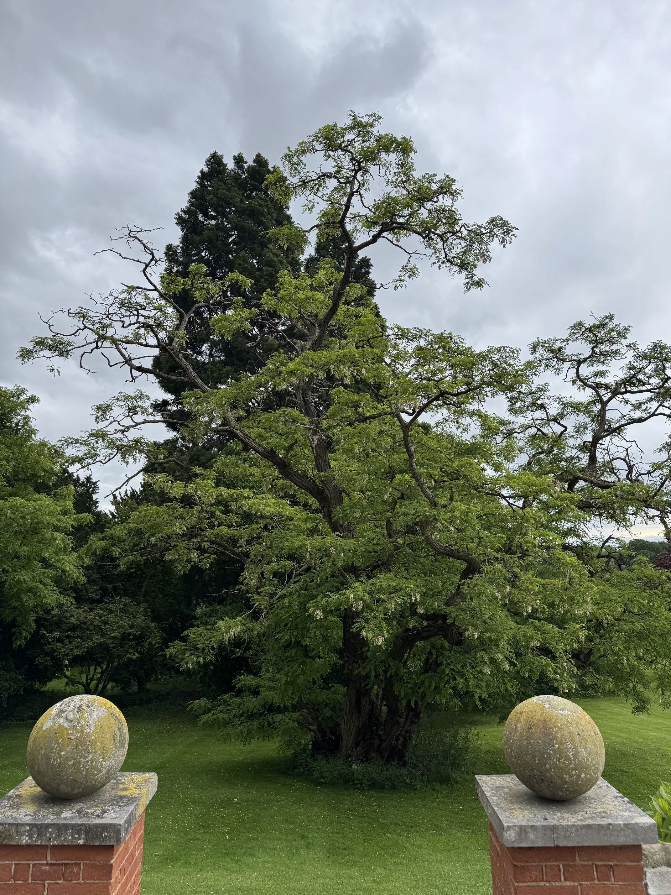 The ancient false acacia tree at Goldsborough Hall in flower