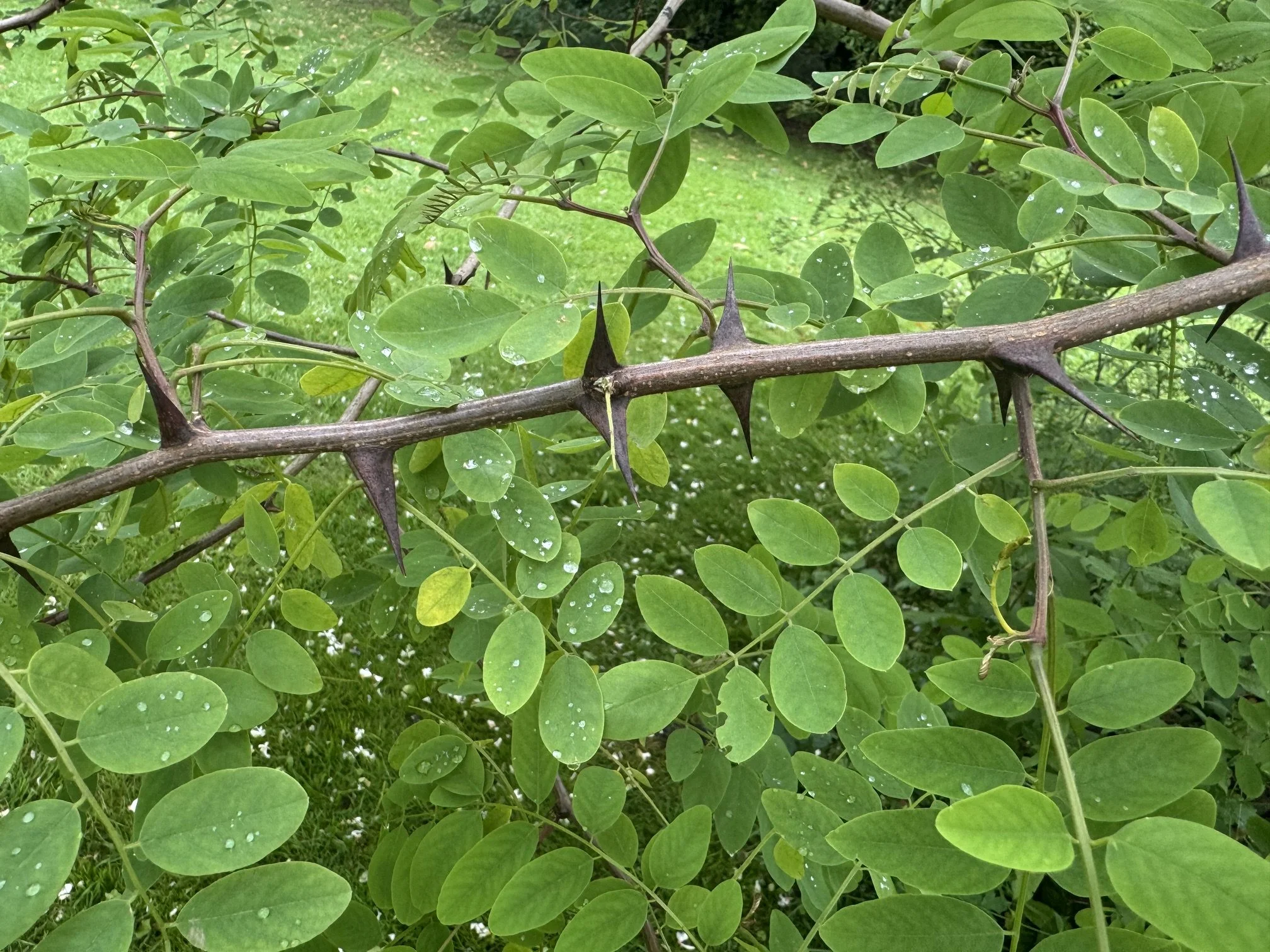 close  up of spiky thorns of a pseudo acacia tree at Goldsborough Hall