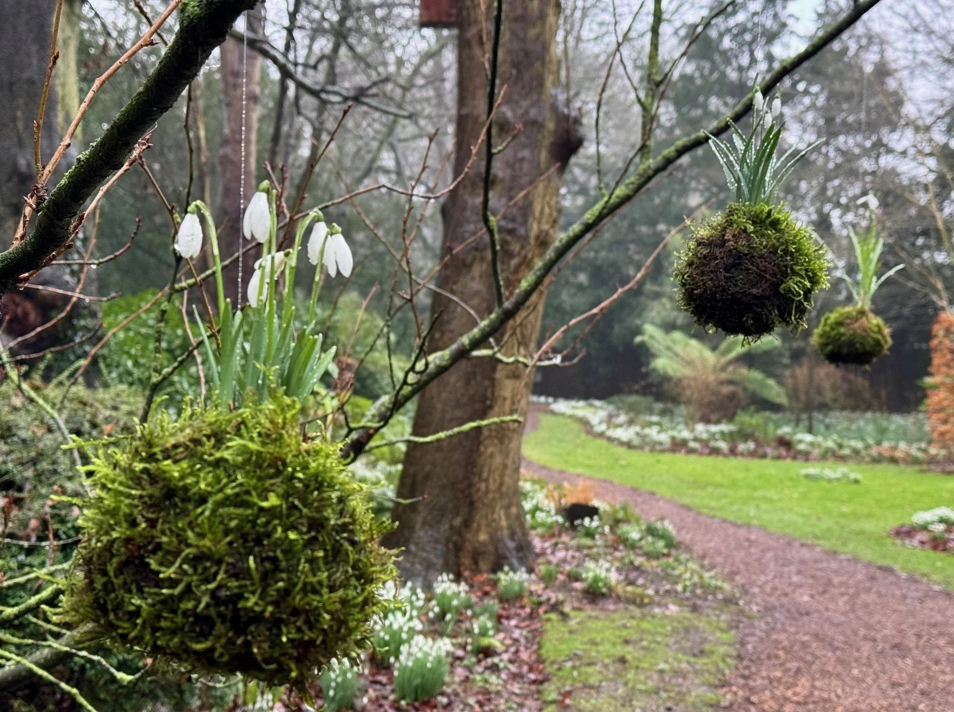 Moss balls containing snowdrops hanging from trees